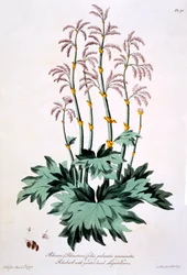 Rhabarber mit spitzen handförmigen Blättern, Illustration aus 